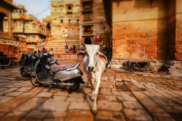 Tilt shift lens - Cow on street in India. Constitution of India mandates the protection of cows....