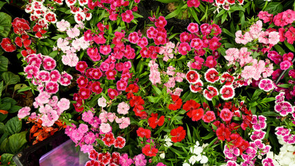 Multi Color flower background Soft Focus