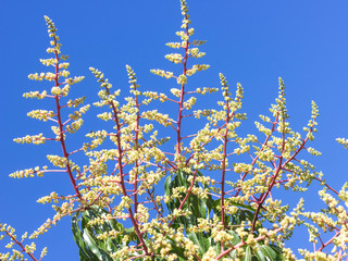 Mango flower on mango free; Florida USA