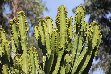 CACTUS