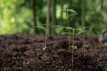 Plant of little cannabis seedling in the ground at blurred background