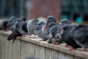 A flock of city pigeons sitting in a row on the street - Powered by Adobe