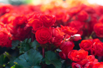beautiful begonia flowers made with color filters (Soft focus, Background)