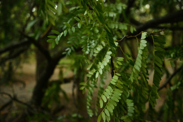in the Park there are trees on branches leaves are colored, yellow, green