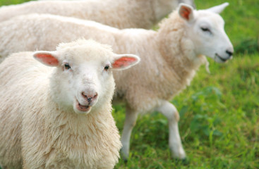 sheep looking at camera