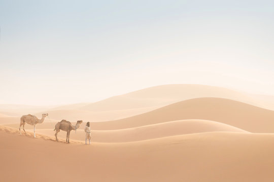 Bedouin and camels on way through sandy desert. Nomad leads a camel caravan in the Sahara during a sand storm, Morocco, Africa 