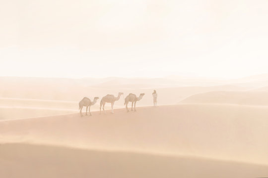 Bedouin and camels on way through sandy desert. Nomad leads a camel caravan in the Sahara during a sand storm, Morocco, Africa 