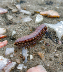 insect in monsoon