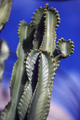 cactus on background of blue sky,. spain, spanien, la gomera, vacation, summer