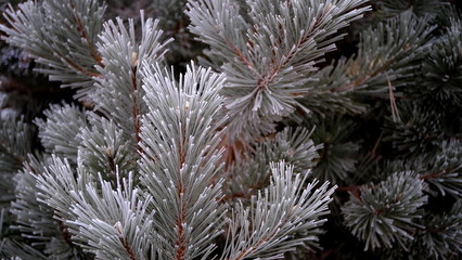  Hoarfrost on tree branches in a city park. Winter background for your design.