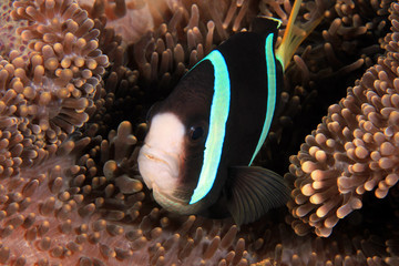 Anemonefish (Clownfish) in an Anemone. Anilao, Philippines