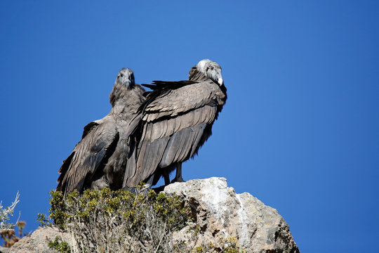 Andean Condors (Vultur gryphus) on Cliffside. Colca Canyon, Peru