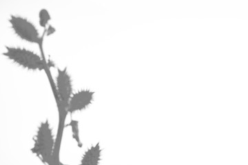Shadow of a plant on a white wall. Abstract background. Space for text.