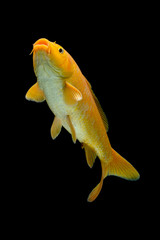 Japan Koi Carp in Koi Pond black background