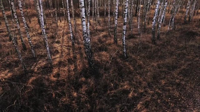 birch-tree