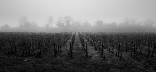 vignes hivernales dans la brume