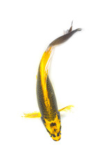 Golden koi fish isolated on white background