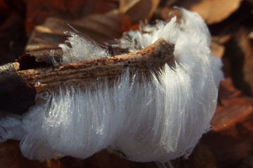 Mysterious Hair ice in the Wood looks like angle hair