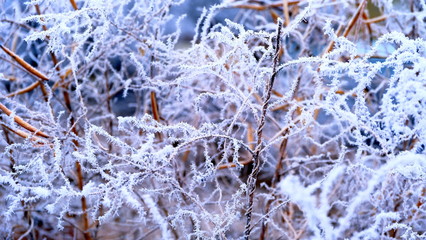  Hoarfrost on tree branches in a city park. Winter background for your design.