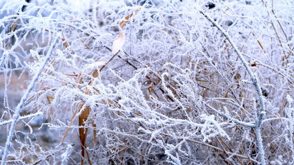  Hoarfrost on tree branches in a city park. Winter background for your design.