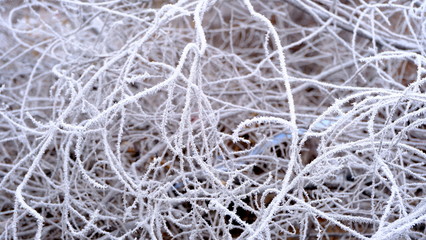  Hoarfrost on tree branches in a city park. Winter background for your design.