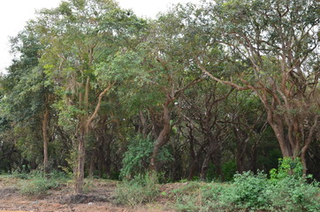 Bäume, Tonle Sap in Kambodscha