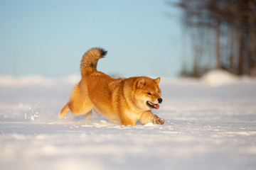 Portrait of cute and happyy shiba inu puppy running on the snow in the winter field. Lovely japanese red shiba inu dog