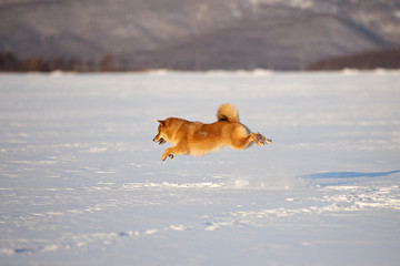Portrait of cute and funny shiba inu puppy running on the snow in the winter field. Lovely japanese red shiba inu dog