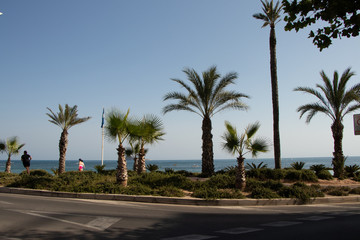 Fototapeta na wymiar palm trees on the beach-benidorm
