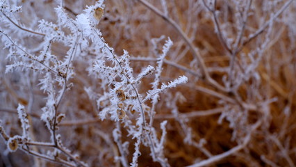  Hoarfrost on tree branches in a city park. Winter background for your design.