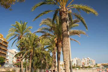 palm trees on the beach-benidorm