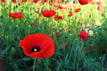 red poppies flowers close up on green field