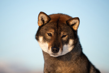 Obraz premium Cute and beautiful japanese dog breed shikoku sitting outside in winter