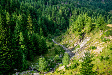 Fototapeta na wymiar alpine stream and spruce evergreen trees landscape