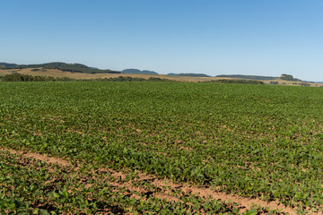 Soybean Plantation in Southern Brazil2