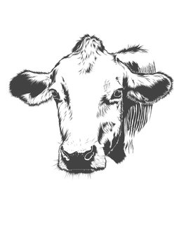vector, head, farm,cow 