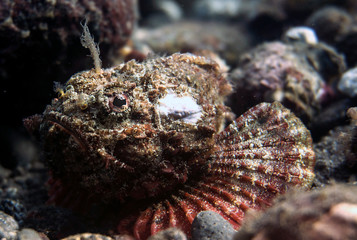 stone fish at the bottom