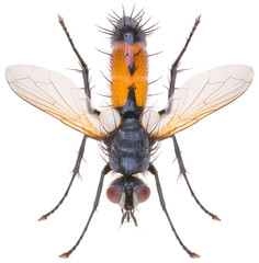 Cylindromyia brassicaria is a species of fly in the family Tachinidae. Dorsal view of fly isolated...