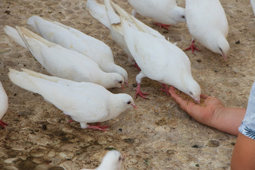 hens in the farm-benidorm