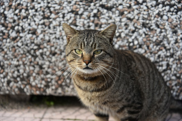 Beautiful Cat Portrait in the Park