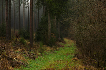 forestpath in germany