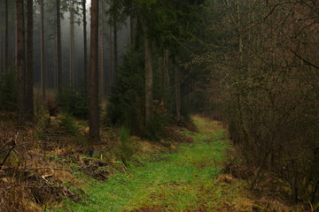 forestpath in germany