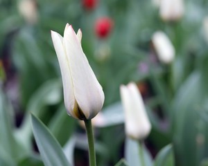 Buds of tulips in spring against the background of nature, park, flowers, spring season, in the natural environment