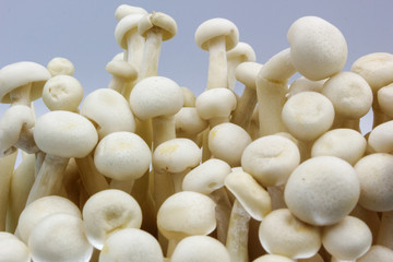 mushrooms on white background