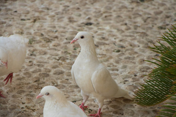 white pigeon on a background