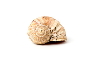 marine seashell isolated on white background