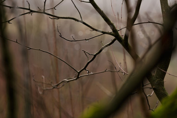 german forest tree with a water drop
