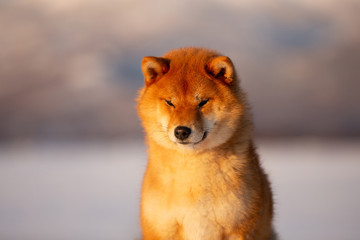 Red shiba inu dog outside at sunset in winter. Cute and young shiba inu puppy in the snow field on mountain background