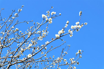 Sakura blooming on a blue background Spring, flowering and nature concept. Beautiful white apricot/cherry flowers on a blue background