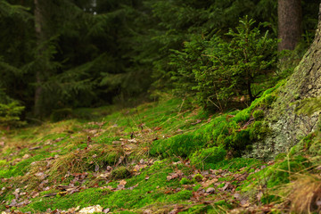 german forest with moss